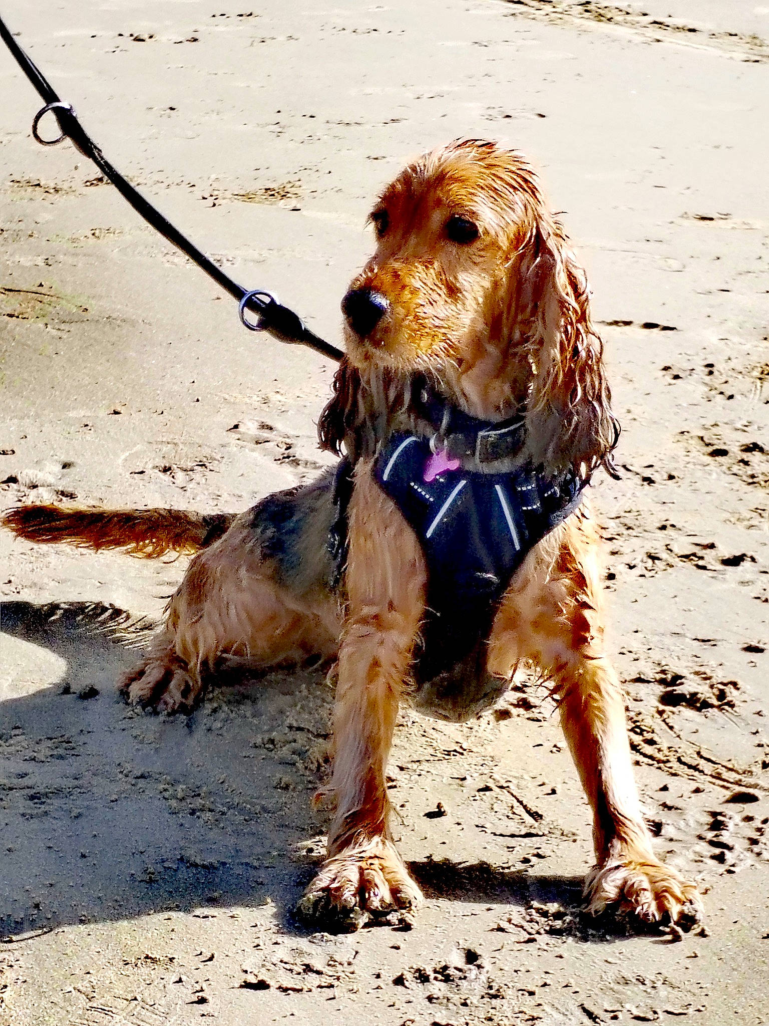 Molly participe au concours pour gagner de l'argent avec cette photo : beach, canidae, carnivore, collar, companion_dog, dog, dog_breed, dog_collar, dog_supply, fashion_accessory, fawn, gun_dog, happy, leash, liver, pet_supply, sand, soil, sporting_group, working_animal