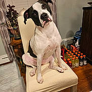 Zena joined the competition — help win amazing prizes! dog, chair, indoor, pet, black_and_white, curious, head_tilt, plant, lamp, table, wooden_floor, bottles, stacked, painting, window, curtains, home, furniture, portrait, domestic