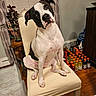 dog, chair, indoor, pet, black_and_white, curious, head_tilt, plant, lamp, table, wooden_floor, bottles, stacked, painting, window, curtains, home, furniture, portrait, domestic