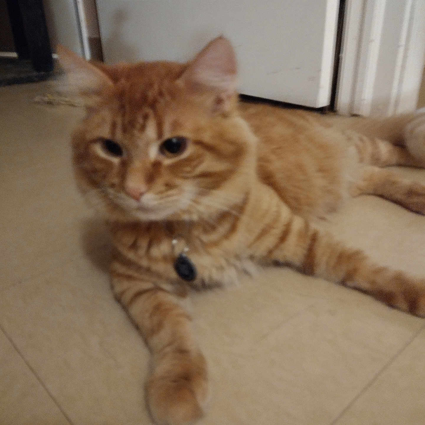 Mandy joined the competition — help win amazing prizes! abyssinian, accessories, animal, architecture, building, cat, closet, cupboard, door, furniture, hardwood, indoors, kitten, livingroom, manx, pet, plywood, siamese, strap, wood