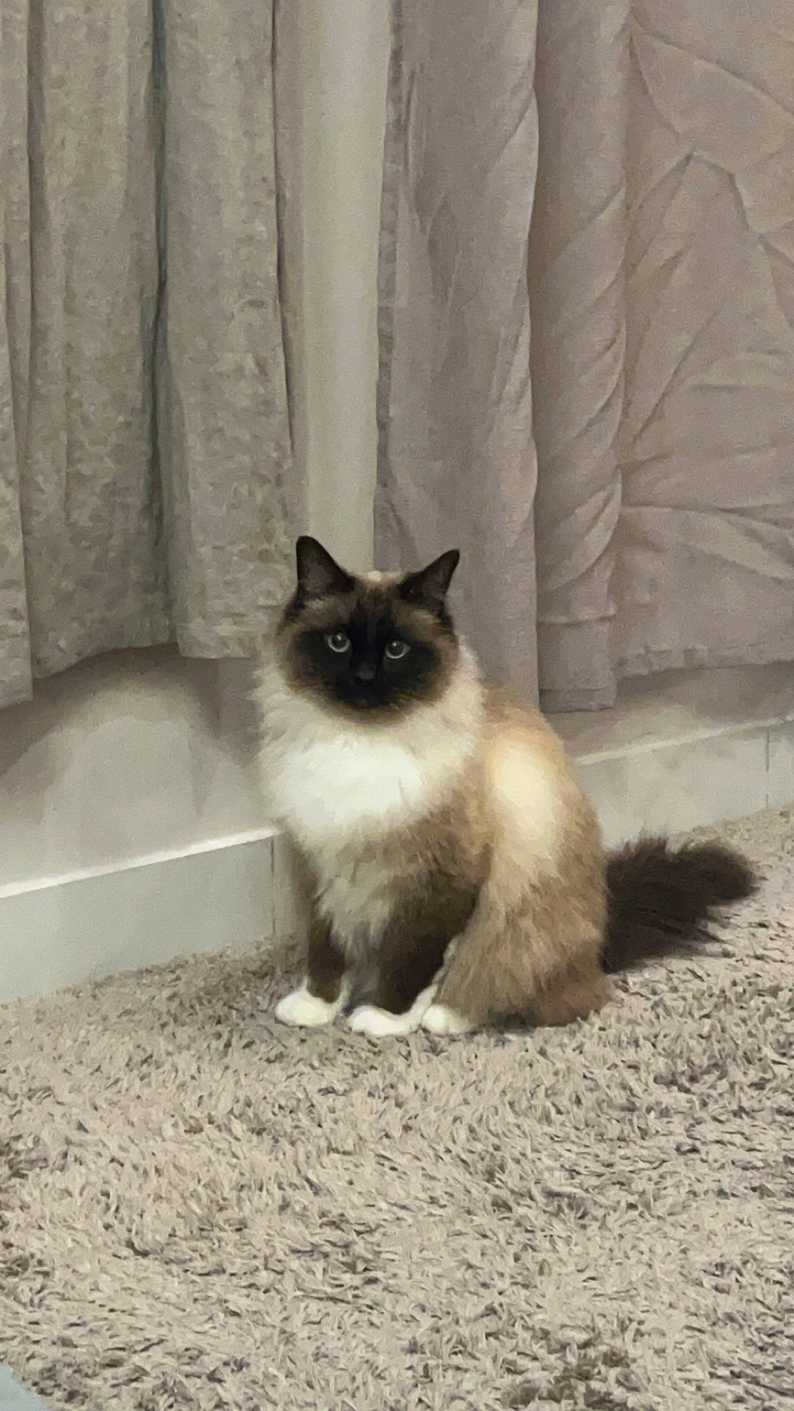 Sokrate a rejoint le concours — aidez-le/la à gagner de superbes lots ! birman, carnivore, cat, comfort, fawn, felidae, flooring, fur, grey, iris, paw, ragdoll, siamese, sitting, small_to_medium_sized_cats, snout, tail, terrestrial_animal, thai, whiskers