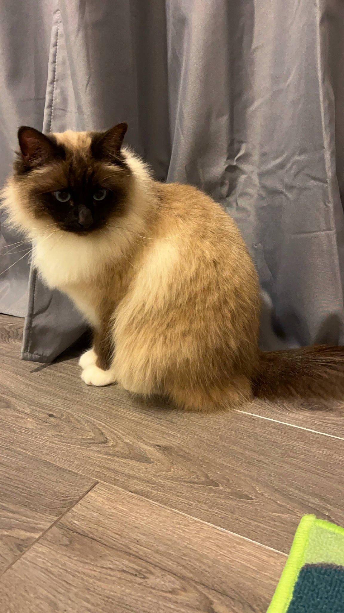 Sokrate a rejoint le concours — aidez-le/la à gagner de superbes lots ! balinese, birman, carnivore, cat, fawn, felidae, flooring, fur, hardwood, ragdoll, siamese, small_to_medium_sized_cats, snout, tail, terrestrial_animal, thai, tonkinese, whiskers, wildlife, wood