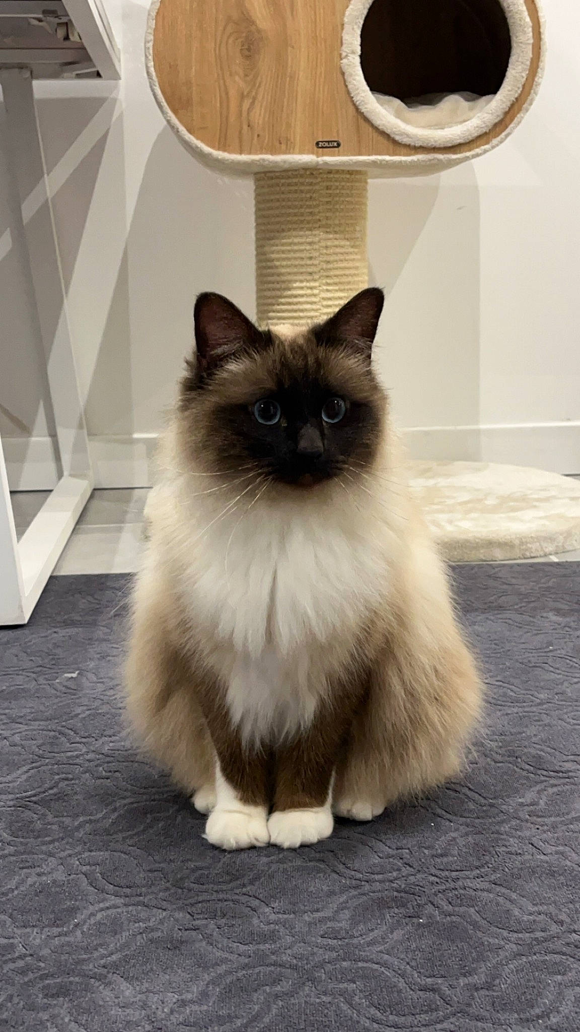 Sokrate a rejoint le concours — aidez-le/la à gagner de superbes lots ! balinese, birman, carnivore, cat, cowboy_hat, fashion_accessory, fawn, felidae, flooring, fur, hat, iris, ragdoll, siamese, sitting, small_to_medium_sized_cats, snout, tail, thai, whiskers