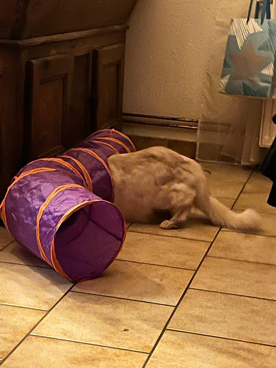 Marvel participe au concours pour gagner de l'argent avec cette photo : ball, basketball, bean_bag, bean_bag_chair, comfort, companion_dog, dog, floor, flooring, hardwood, laminate_flooring, plywood, room, sports_equipment, sports_toy, tail, tints_and_shades, wood, wood_flooring, wood_stain