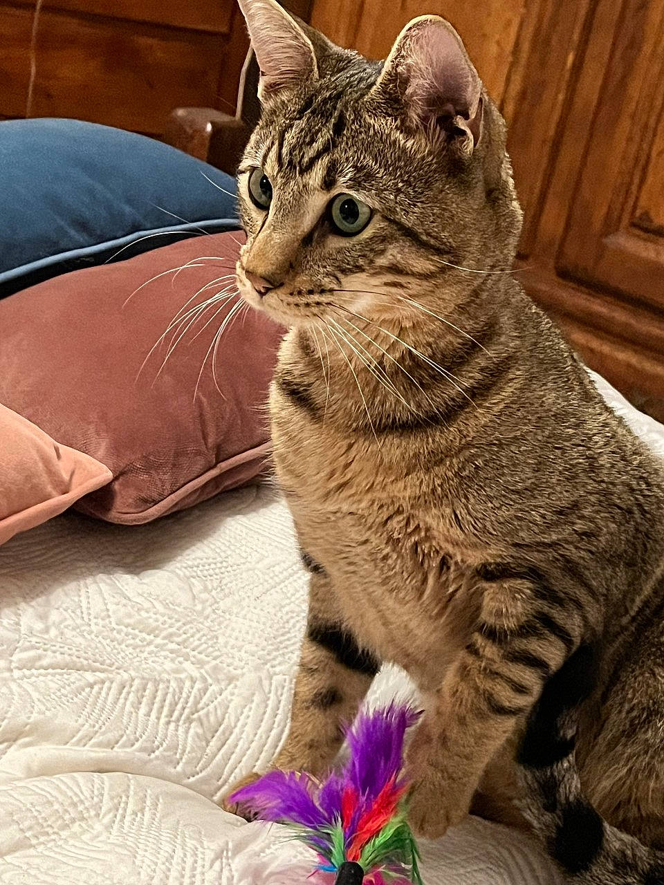 Sinh Ki a rejoint le concours — aidez-le/la à gagner de superbes lots ! annual_plant, carnivore, cat, claw, comfort, domestic_short_haired_cat, felidae, flower, fur, paw, pedicel, petal, plant, small_to_medium_sized_cats, snout, terrestrial_animal, terrestrial_plant, vertebrate, whiskers, wildlife