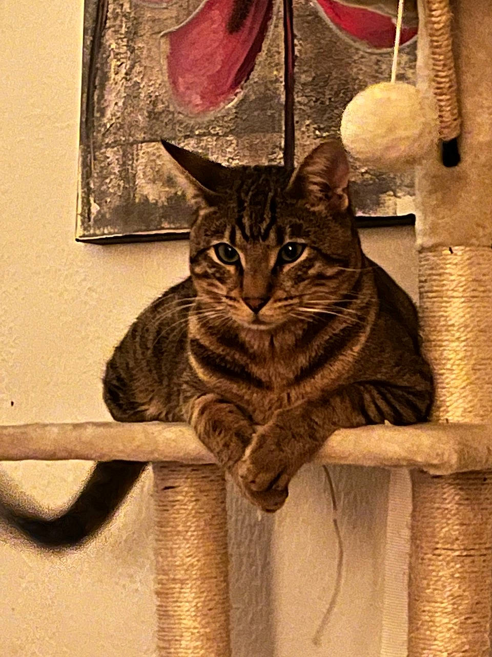 Sinh Ki participe au concours pour gagner de l'argent avec cette photo : art, bobcat, carnivore, cat, domestic_short_haired_cat, fawn, felidae, fur, lynx, sitting, small_to_medium_sized_cats, snout, tail, terrestrial_animal, tints_and_shades, visual_arts, whiskers, wildlife, window, wood