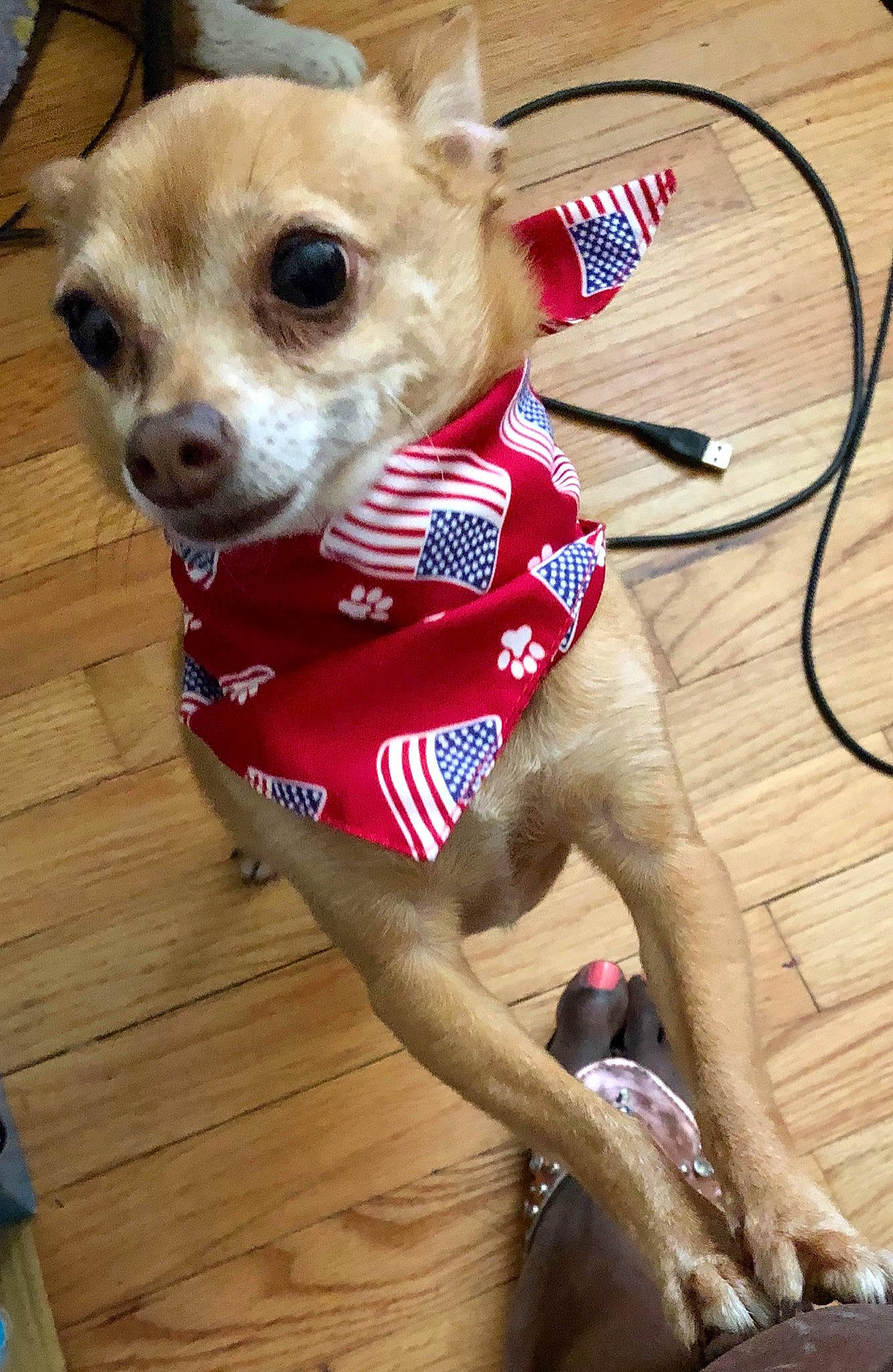 Piper Napoleon joined the competition — help win amazing prizes! canidae, carnivore, chihuahua, companion_dog, corgi_chihuahua, dog, dog_breed, dog_clothes, fawn, mammal, miniature_fox_terrier, puppy, snout, sporting_group, toy_dog, vertebrate