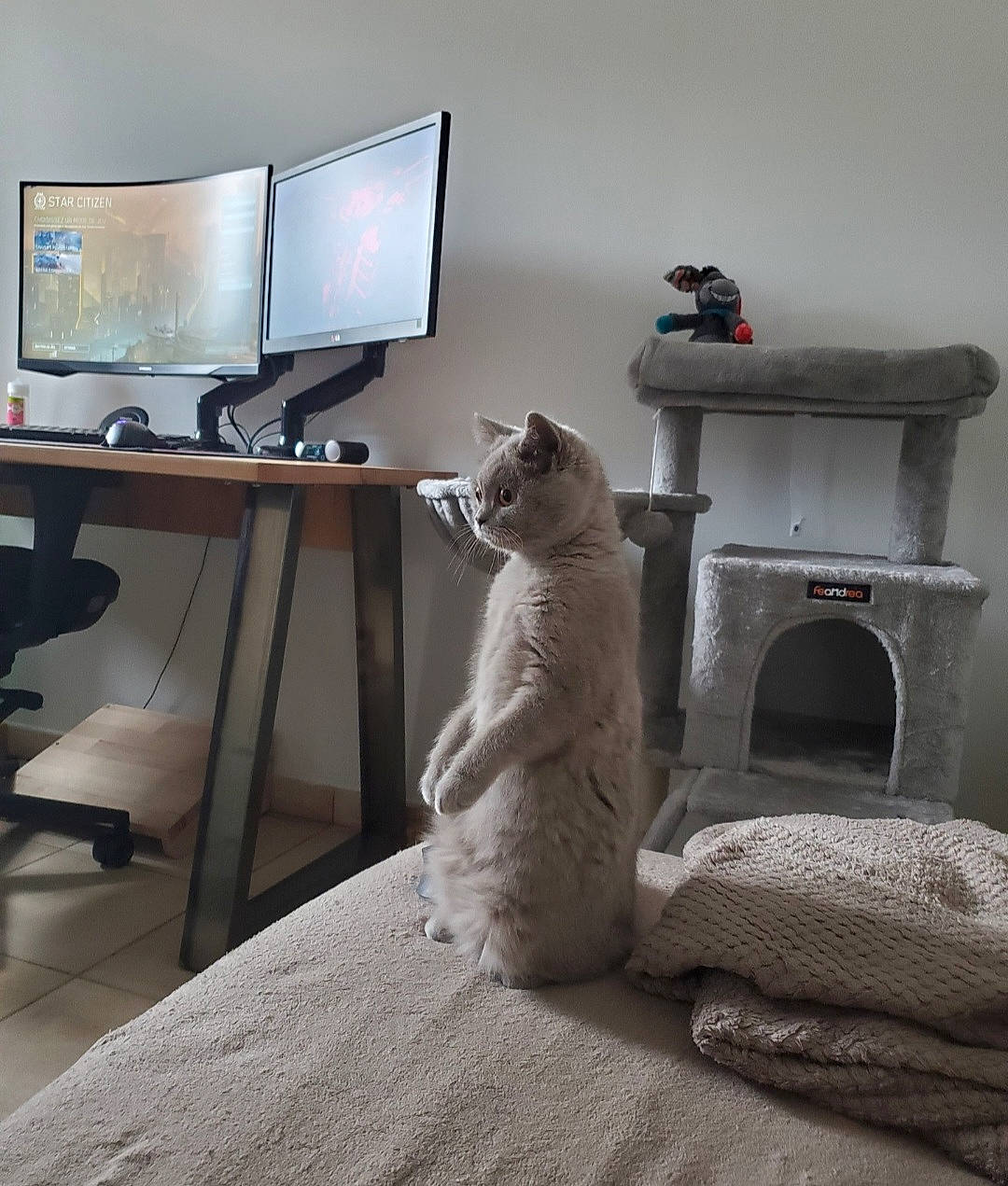 Ghjulia participe au concours pour gagner de l'argent avec cette photo : carnivore, cat, comfort, computer, computer_desk, desk, felidae, floor, flooring, grey, home_appliance, interior_design, living_room, output_device, peripheral, small_to_medium_sized_cats, table, television_set, whiskers, wood