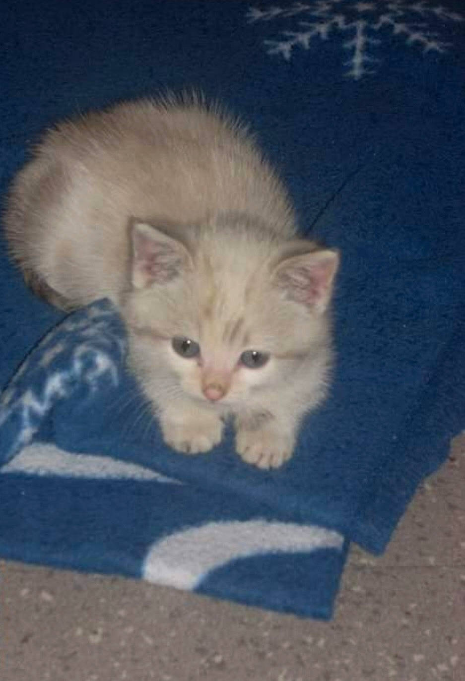 Marley a rejoint le concours — aidez-le/la à gagner de superbes lots ! carnivore, cat, claw, domestic_short_haired_cat, electric_blue, fawn, felidae, fur, iris, paw, small_to_medium_sized_cats, snout, tail, terrestrial_animal, vertebrate, whiskers