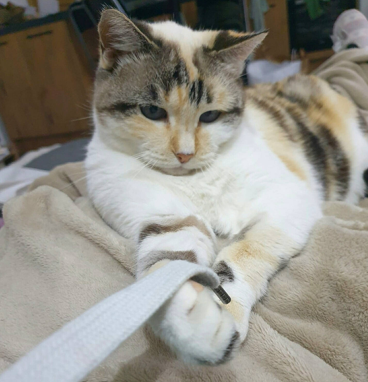 Marley participe au concours pour gagner de l'argent avec cette photo : bed, carnivore, cat, cat_furniture, cat_supply, claw, comfort, couch, domestic_short_haired_cat, eye, felidae, fur, nap, paw, pet_supply, sitting, small_to_medium_sized_cats, snout, tail, whiskers