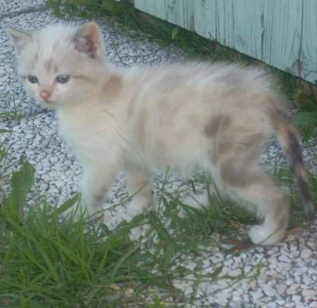 Marley a rejoint le concours — aidez-le/la à gagner de superbes lots ! carnivore, cat, claw, domestic_short_haired_cat, fawn, felidae, fur, grass, paw, plant, small_to_medium_sized_cats, tail, terrestrial_animal, whiskers