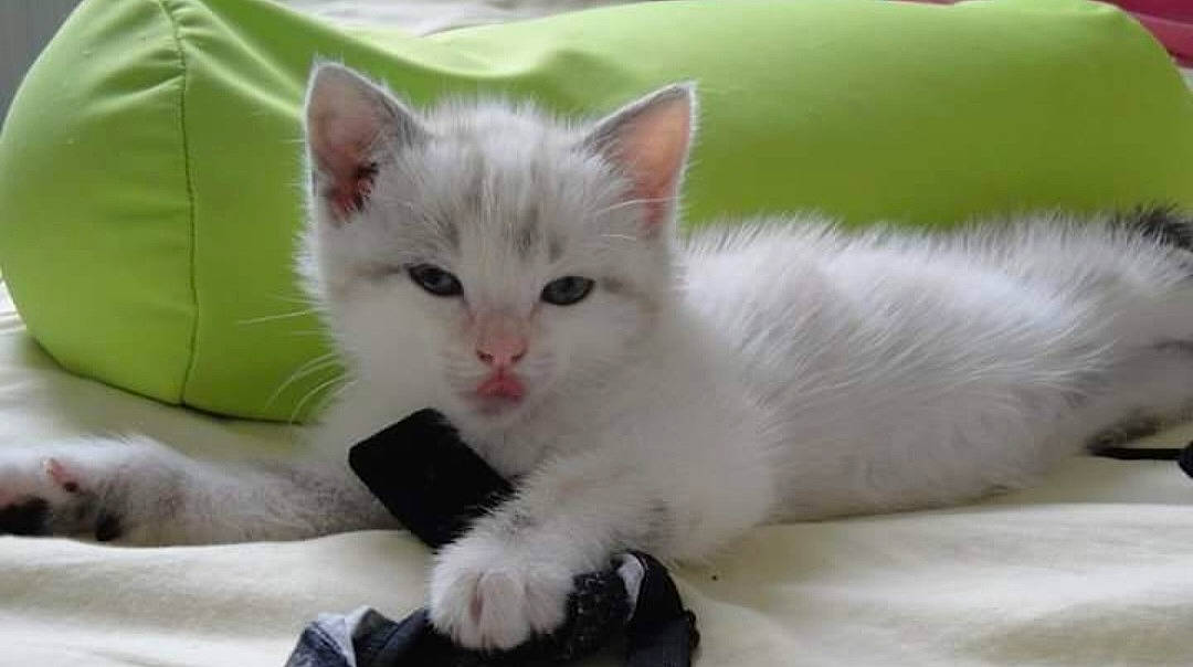 Marley a rejoint le concours — aidez-le/la à gagner de superbes lots ! carnivore, cat, claw, comfort, domestic_short_haired_cat, felidae, fur, paw, ragdoll, small_to_medium_sized_cats, snout, tail, whiskers