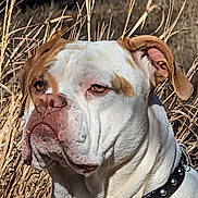 Savior is registered to the contest to win money with this photo: dog, animal, pet, portrait, close_up, outdoor, grass, brown, white, collar, studs, face, ears, nose, wrinkles, expression, nature, sunlight, canine, furry