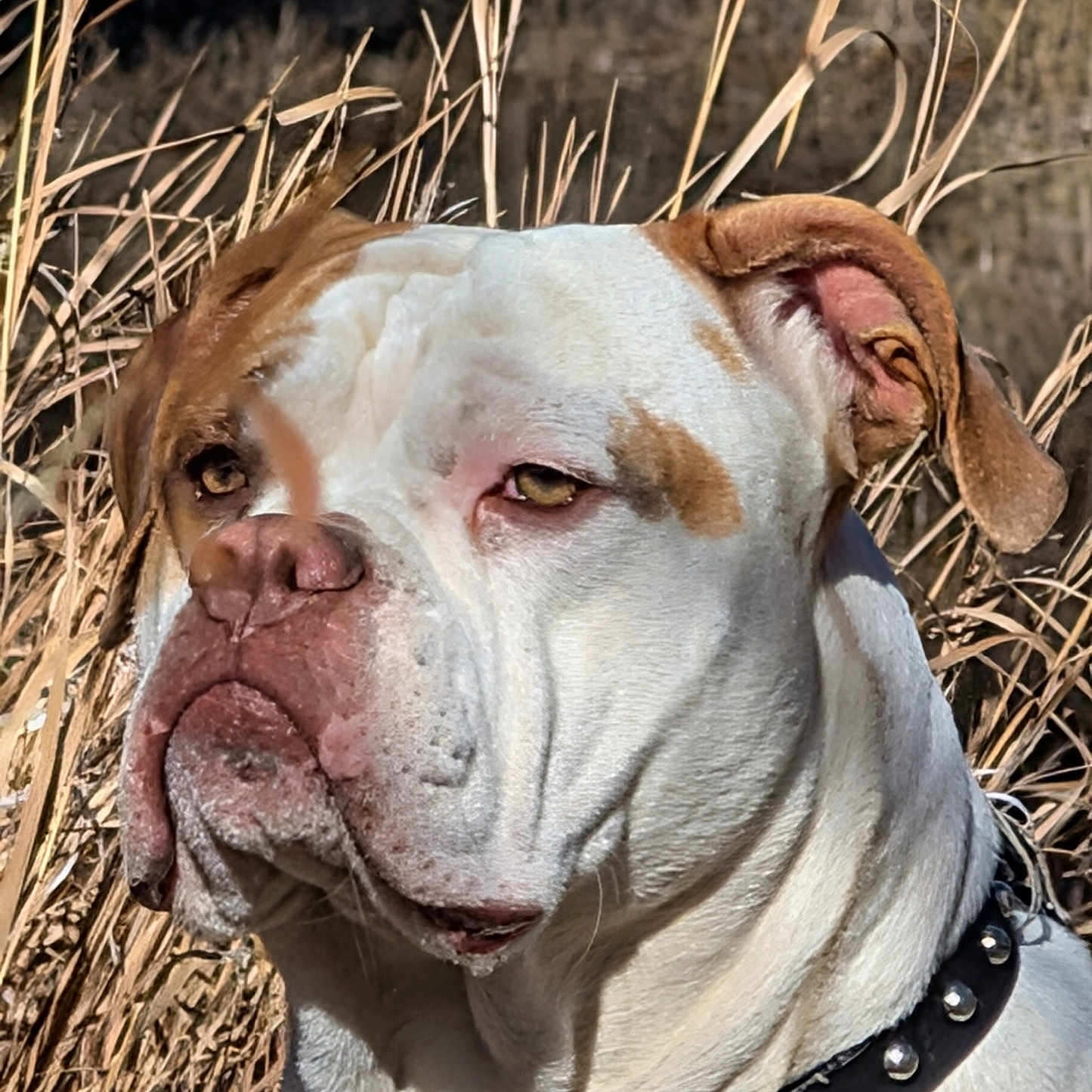 Savior is registered to the contest to win money with this photo: animal, brown, canine, close_up, collar, dog, ears, expression, face, furry, grass, nature, nose, outdoor, pet, portrait, studs, sunlight, white, wrinkles
