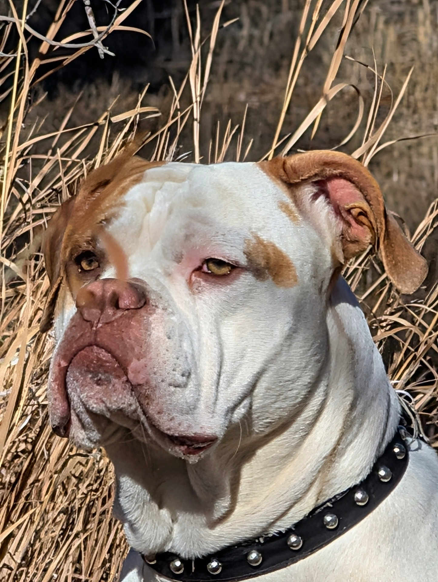 Savior is registered to the contest to win money with this photo: dog, animal, pet, portrait, close_up, outdoor, grass, brown, white, collar, studs, face, ears, nose, wrinkles, expression, nature, sunlight, canine, furry
