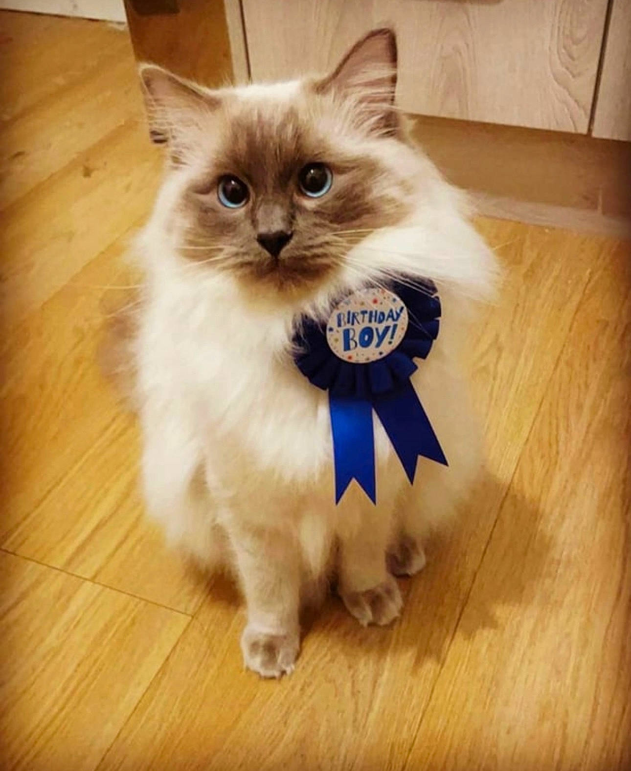 Jaxon is registered to the contest to win money with this photo: box, carnivore, cat, companion_dog, fawn, felidae, flooring, fur, hardwood, laminate_flooring, paw, ragdoll, small_to_medium_sized_cats, snout, tail, varnish, whiskers, wood, wood_flooring, wood_stain