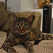Alvin participe au concours pour gagner de l'argent avec cette photo : animal, blanket, cat, couch, cozy, ears, feline, green_eyes, home, houseplant, indoor, lounging, lying_down, patterned_fabric, paws, pet, portrait, striped_fur, tabby, whiskers