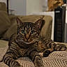 animal, blanket, cat, couch, cozy, ears, feline, green_eyes, home, houseplant, indoor, lounging, lying_down, patterned_fabric, paws, pet, portrait, striped_fur, tabby, whiskers