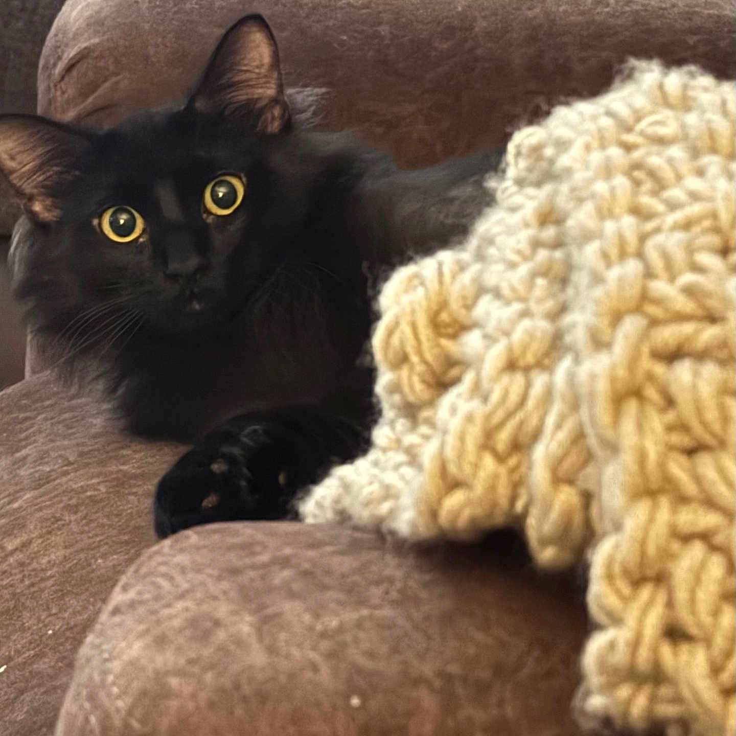 Jasper joined the competition — help win amazing prizes! animal, black_cat, brown_couch, cat, comfort, cozy, curious, cute, feline, fur, home, indoor, knitted_blanket, mammal, paw, pet, relaxed, resting, whiskers, yellow_eyes