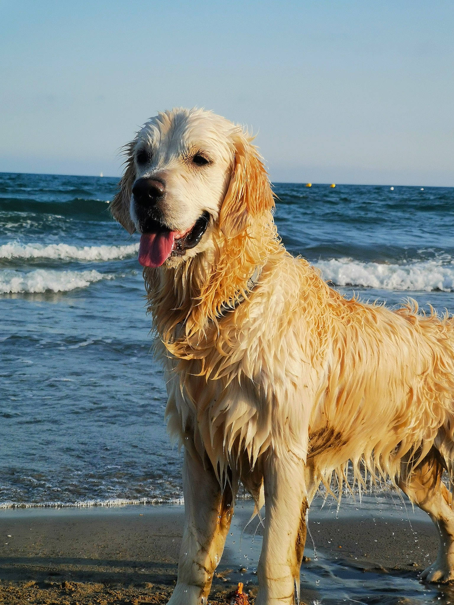 Sven participe au concours pour gagner de l'argent avec cette photo : beach, canidae, carnivore, companion_dog, dog, dog_breed, gun_dog, horizon, lake, ocean, retriever, sky, sporting_group, water, wind_wave, working_dog