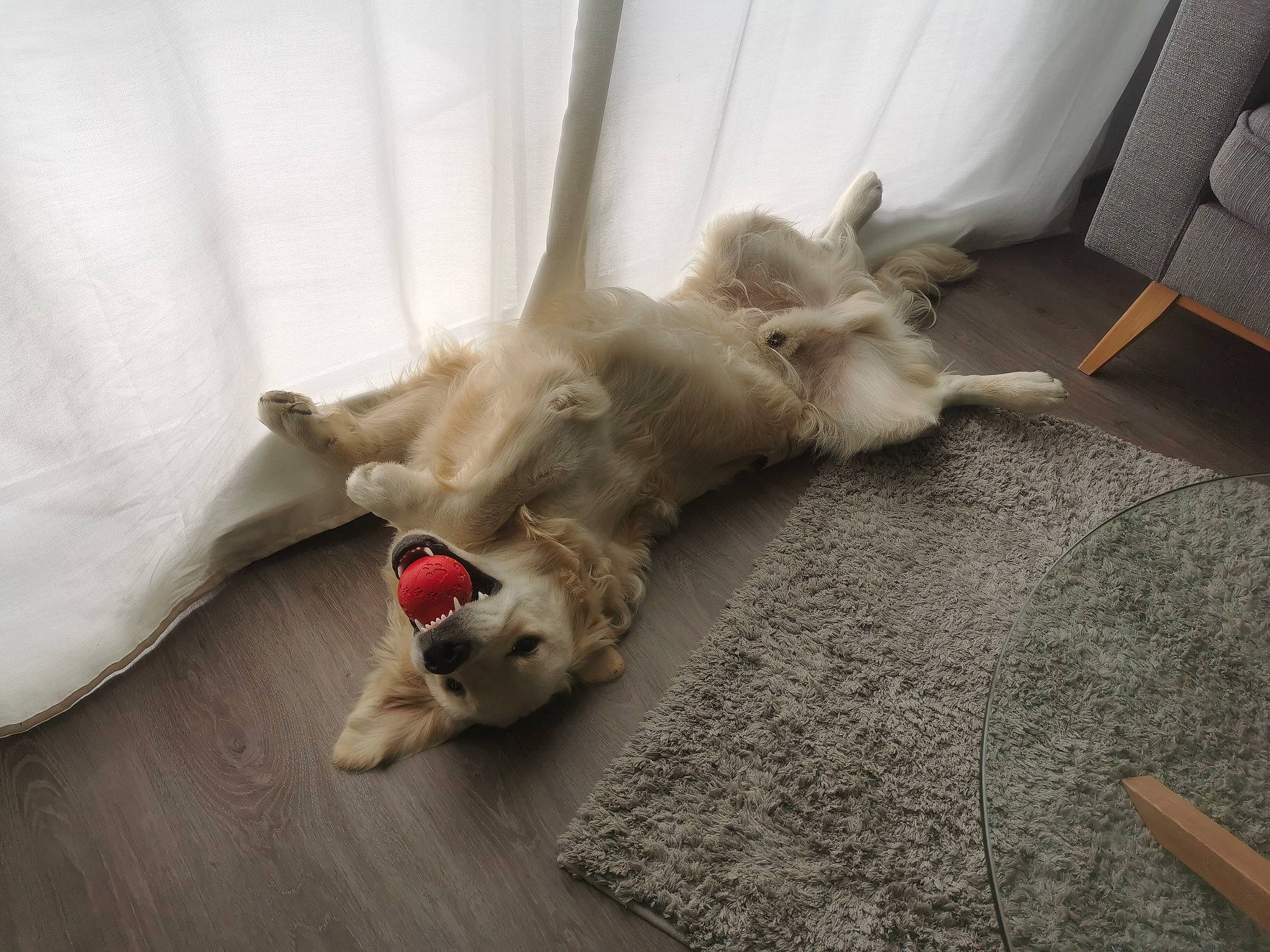 Sven participe au concours pour gagner de l'argent avec cette photo : carnivore, comfort, companion_dog, couch, dog, dog_supply, fawn, felidae, floor, flooring, fur, hardwood, linens, paw, small_to_medium_sized_cats, snout, tail, toy_dog, whiskers, wood