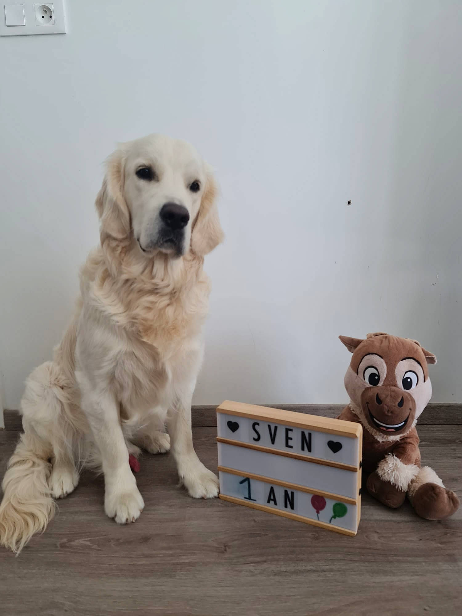 Sven participe au concours pour gagner de l'argent avec cette photo : canidae, carnivore, chair, companion_dog, couch, dog, dog_breed, dog_supply, fawn, flooring, fur, mammal, paw, pet_supply, snout, stuffed_toy, toy, vertebrate, wood, working_animal