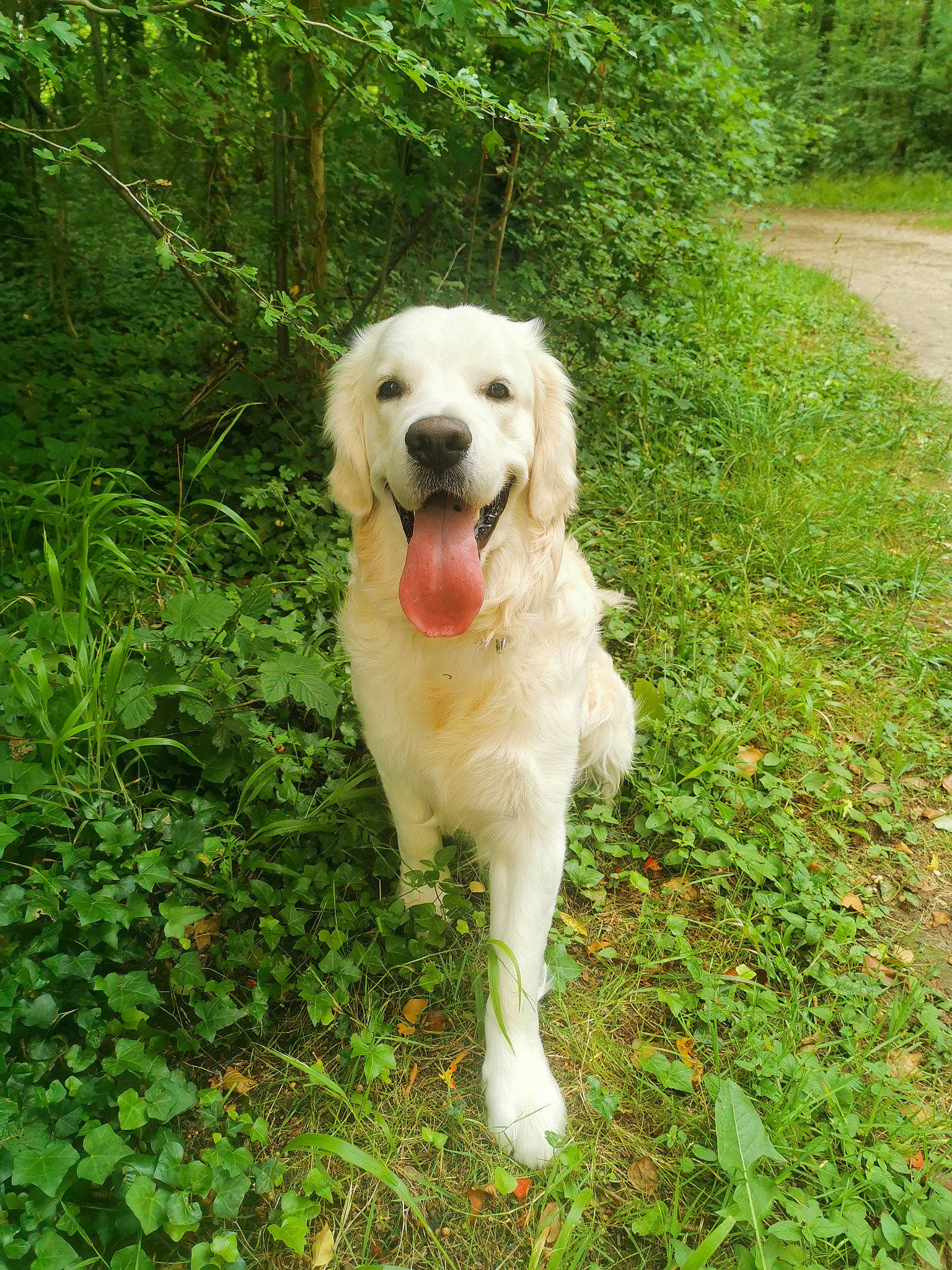 Sven participe au concours pour gagner de l'argent avec cette photo : carnivore, companion_dog, dog, dog_breed, grass, groundcover, gun_dog, livestock_guardian_dog, plant, sporting_group, terrestrial_animal, terrestrial_plant, tree, working_animal, working_dog