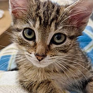 Luna participe au concours pour gagner de l'argent avec cette photo : kitten, cat, tabby, close_up, fur, whiskers, paw, pet, indoor, blanket, cozy, cute, animal, domestic_cat, face, ears, eyes, young, resting, feline