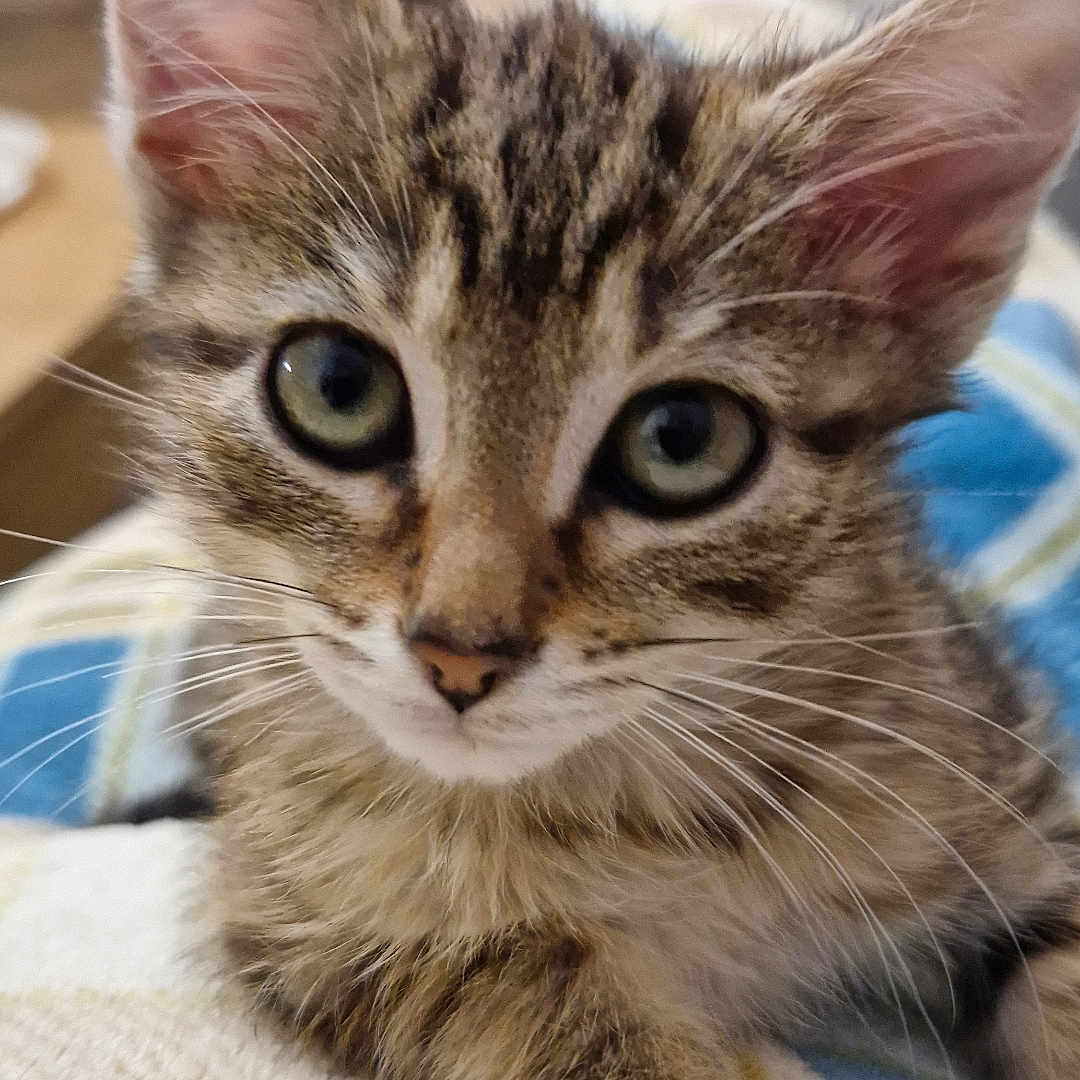 Luna participe au concours pour gagner de l'argent avec cette photo : animal, blanket, cat, close_up, cozy, cute, domestic_cat, ears, eyes, face, feline, fur, indoor, kitten, paw, pet, resting, tabby, whiskers, young