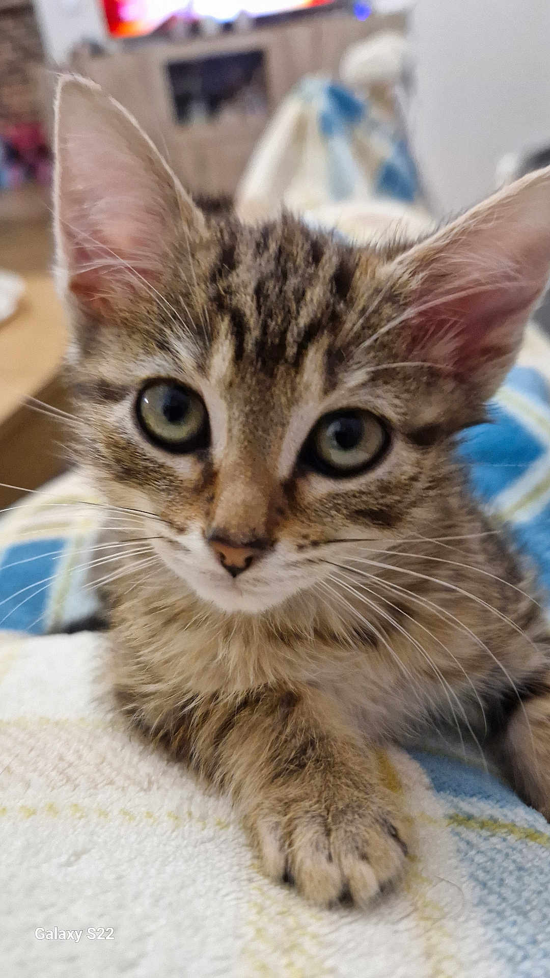Luna participe au concours pour gagner de l'argent avec cette photo : kitten, cat, tabby, close_up, fur, whiskers, paw, pet, indoor, blanket, cozy, cute, animal, domestic_cat, face, ears, eyes, young, resting, feline