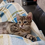 Luna a rejoint le concours — aidez-le/la à gagner de superbes lots ! animal, blanket, cat, comfort, couch, cozy, cute, ears, feline, fur, indoor, kitten, paw, pet, plaid, relaxation, resting, tabby, whiskers, young