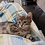 animal, blanket, cat, comfort, couch, cozy, cute, ears, feline, fur, indoor, kitten, paw, pet, plaid, relaxation, resting, tabby, whiskers, young