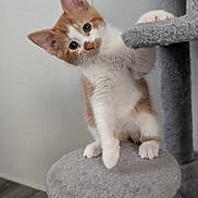 Tamale joined the competition — help win amazing prizes! animal, cat, cat_tree, curious, cute, fluffy, fur, gray_furniture, home, indoor, kitten, orange_and_white, pet, portrait, scratching_post, sitting, tilted_head, whiskers, wide_eyes, wooden_floor