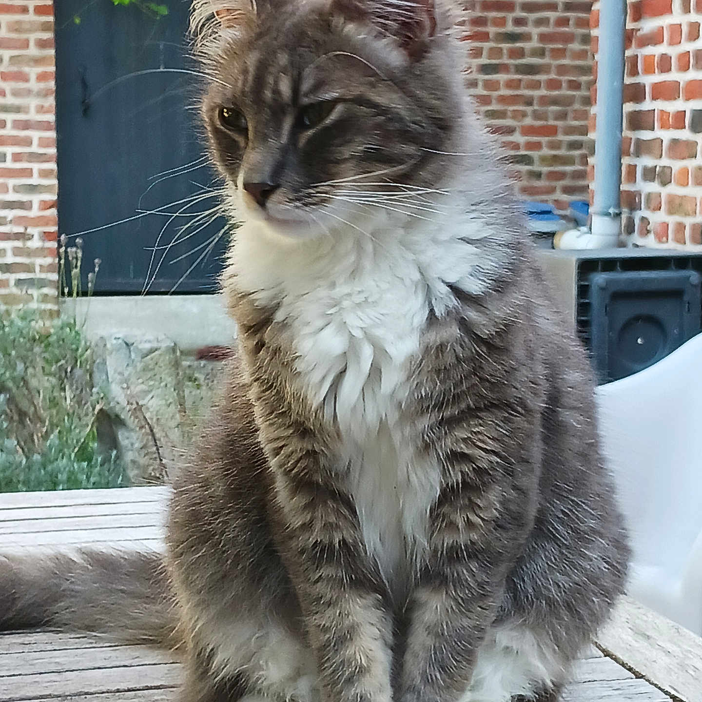 Gribouille Le Chat a rejoint le concours — aidez-le/la à gagner de superbes lots ! animal, brick_wall, calm, cat, closeup, domestic_animal, ears, feline, fluffy, garden, grey, natural_light, outdoor, pet, portrait, sitting, tail, whiskers, white, wooden_table