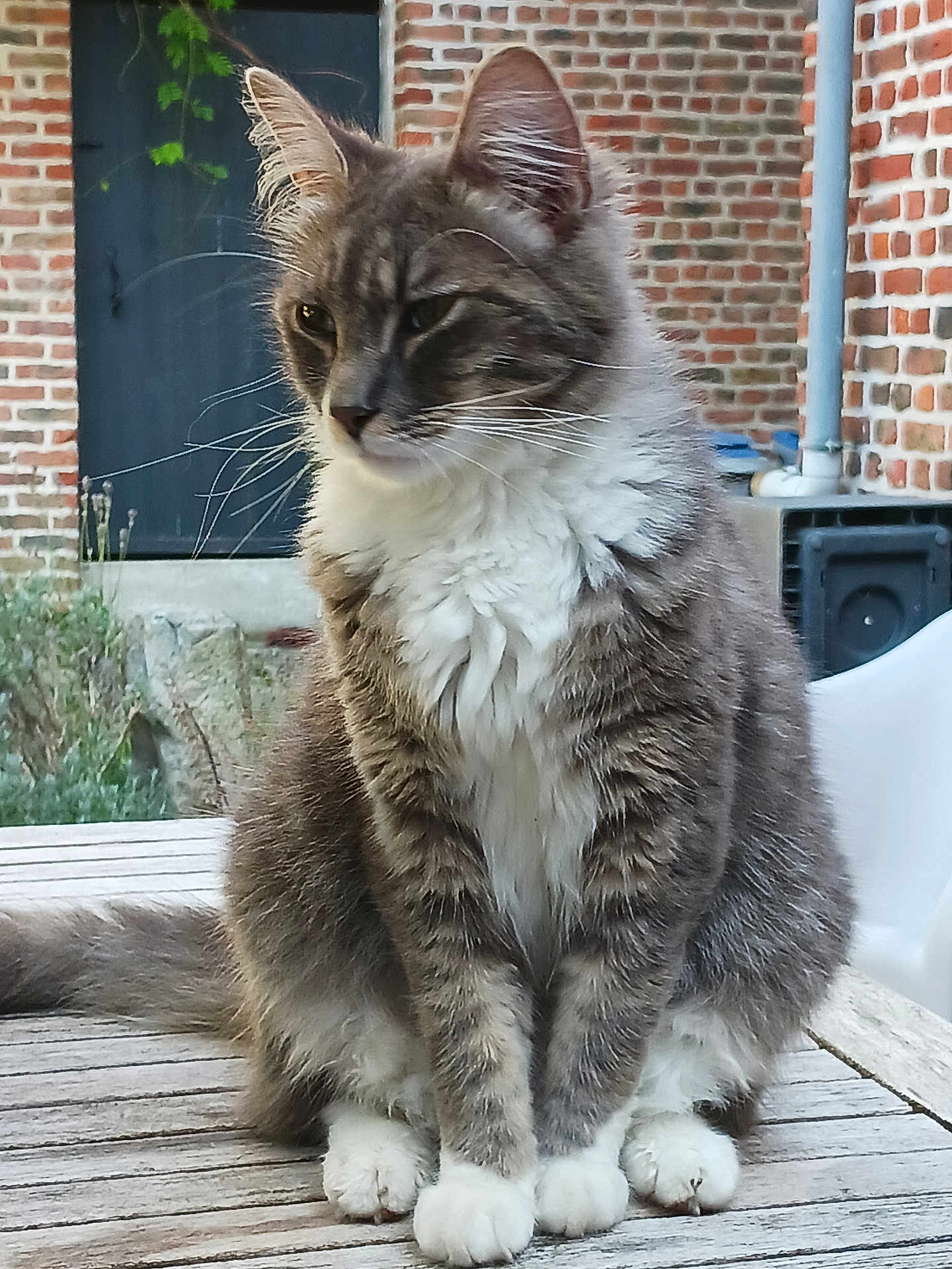 Gribouille Le Chat a rejoint le concours — aidez-le/la à gagner de superbes lots ! cat, animal, pet, fluffy, grey, white, sitting, wooden_table, outdoor, brick_wall, garden, calm, feline, domestic_animal, whiskers, ears, tail, natural_light, closeup, portrait