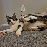 Hank joined the competition — help win amazing prizes! cat, pet, indoor, carpet, feline, playful, relaxed, paw, white, brown, black, striped, cute, animal, domestic, laying_down, pink_paw_pads, wall_outlet, wooden_furniture, curious
