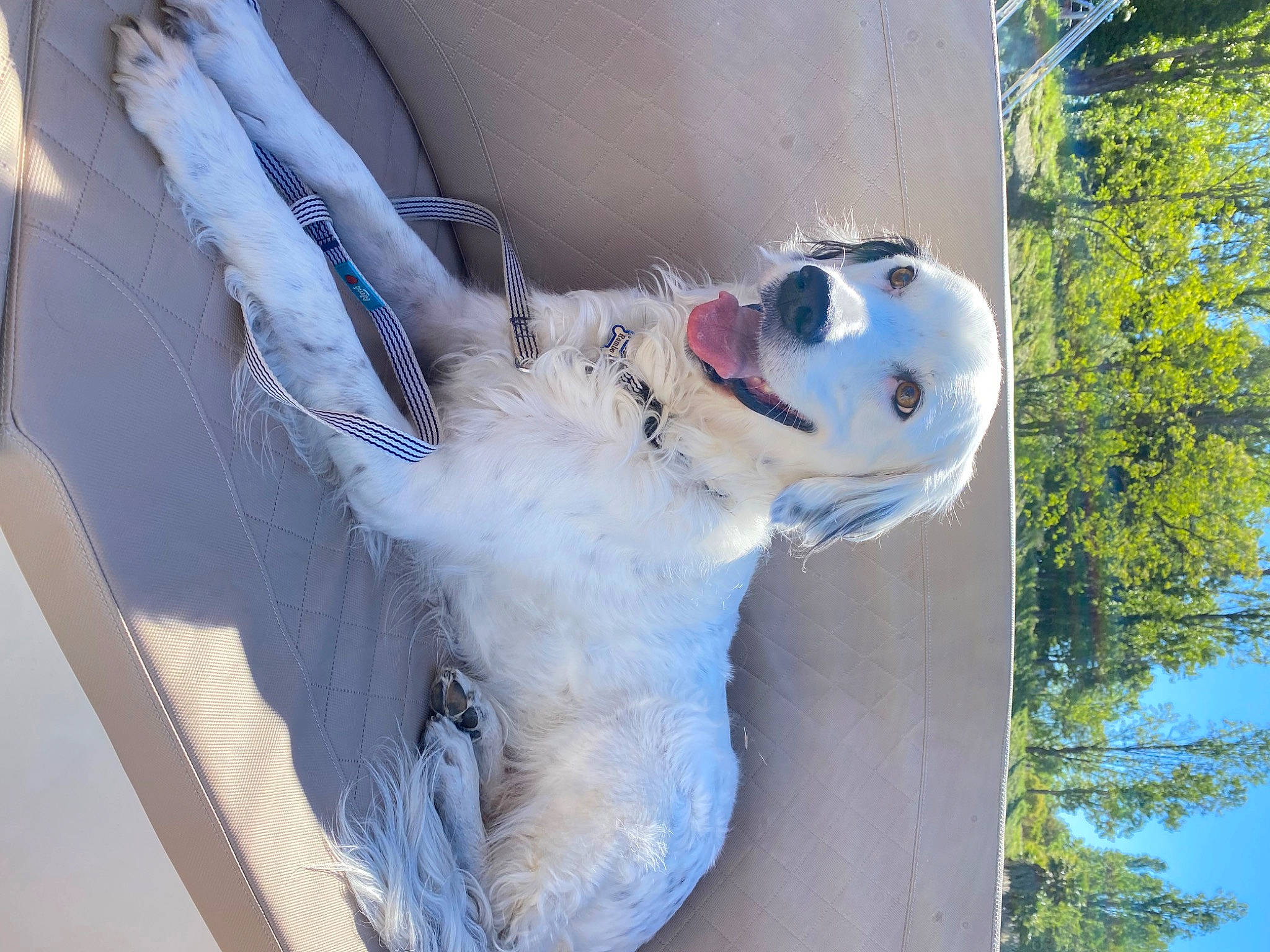 Rambo participe au concours pour gagner de l'argent avec cette photo : art, canidae, carnivore, companion_dog, dog, dog_breed, fur, giant_dog_breed, non_sporting_group, plant, snout, sporting_group, tail, tree, trunk, winter, wood, working_animal