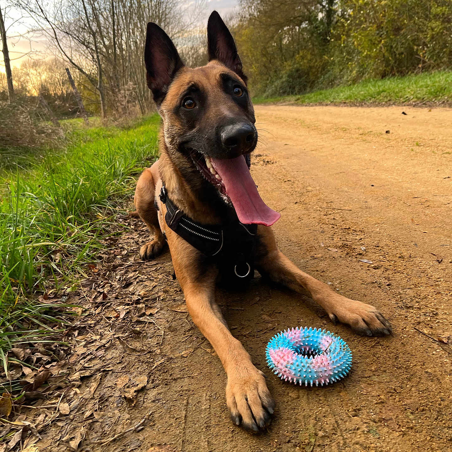 Urly participe au concours pour gagner de l'argent avec cette photo : animal, bodypart, canine, dog, field, germanshepherd, grass, grassland, hound, land, nature, outdoors, pet, plant, policedog, puppy, soil, tree, vegetation, woodland