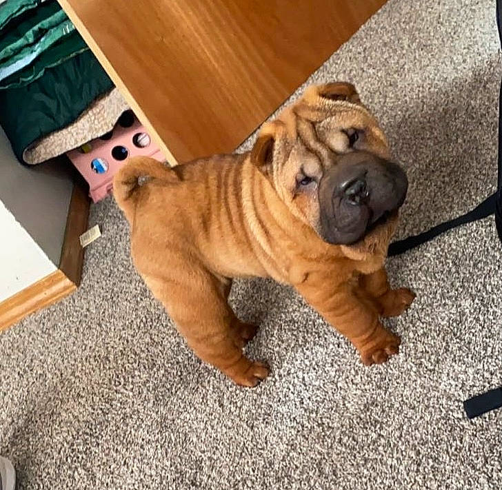 Chop joined the competition — help win amazing prizes! bulldog, carnivore, companion_dog, dog, dog_breed, fawn, felidae, floor, flooring, fur, hardwood, molosser, paw, shar_pei, tail, toy_dog, whiskers, wood, wood_flooring, wrinkle