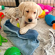 Tess participe au concours pour gagner de l'argent avec cette photo : animal, blanket, canine, clothing, dog, dogbed, goldenretriever, homedecor, hound, labradorretriever, laundry, pants, person, pet, plush, puppy, sleeping, towel, toy, whitedog