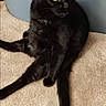 black_cat, cat, pet, animal, feline, yellow_eyes, sitting, carpet, indoor, relaxed, fur, whiskers, tail, ears, looking_away, side_view, domestic_cat, cute, companion, home
