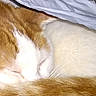 animal, cat, comfort, cozy, curled_up, domestic, feline, fur, hidden, indoor, orange_and_white, pet, quiet, relaxed, resting, sheet, sleeping, soft, tail, whiskers