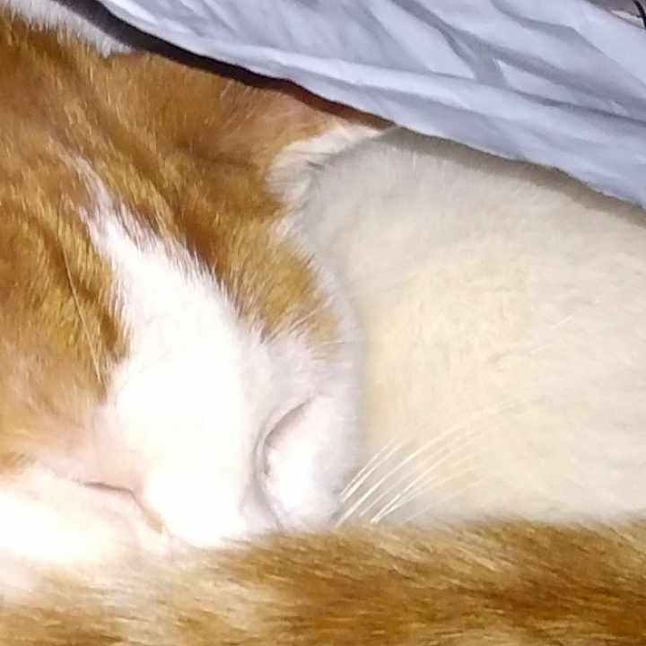 Moe