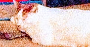 Moe joined the competition — help win amazing prizes! cat, animal, pet, lying_down, feline, ear, floor, indoor, blurry, grainy, pixelated, orange, white, sleeping, resting, domestic_animal, furry, quiet, cozy, background