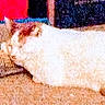 cat, animal, pet, lying_down, feline, ear, floor, indoor, blurry, grainy, pixelated, orange, white, sleeping, resting, domestic_animal, furry, quiet, cozy, background