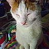 Moe joined the competition — help win amazing prizes! animal, bag, blanket, cat, colorful, dim_light, ears, feline, food, fur, household, indoor, nose, orange, pattern, pet, sitting, sleepy, whiskers, white
