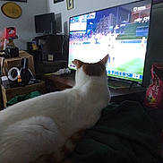 Moe is registered to the contest to win money with this photo: animal, blanket, box, cat, clutter, couch, electronics, furniture, household, indoor, monitor, orange, pet, room, screen, sports, table, television, watching, white