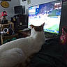 animal, blanket, box, cat, clutter, couch, electronics, furniture, household, indoor, monitor, orange, pet, room, screen, sports, table, television, watching, white