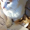 Moe is registered to the contest to win money with this photo: animal, cat, clutter, crumpled_paper, curious, domestic_cat, feline, fur, household, indoor, looking_away, mess, orange_cat, paper, paw, pet, plastic_bag, resting, torn_paper, white_cat