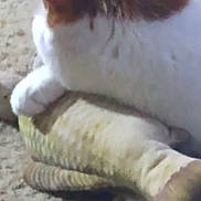 Moe joined the competition — help win amazing prizes! cat, plush_toy, fish_shaped, carpet, yellow_string, paw, indoor, pet, animal, resting, feline, toy, brown, white, soft, fuzzy, close_up, cute, relaxed, home
